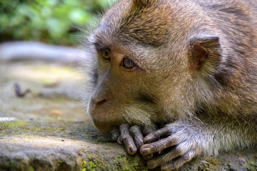 Rahayu Suites Monkey Forest Ubud Exterior foto